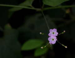 Commicarpus chinensis