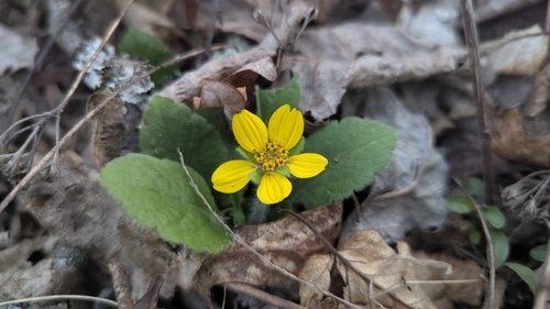 Image of Carolina Green-And-Gold (Chrysogonum repens) by (c) Alina Martin, some rights reserved (CC BY)