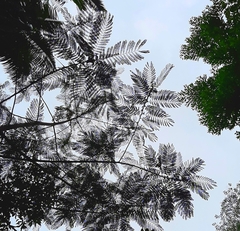 Falcataria moluccana, recorded vegetative