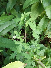 Geranium sibiricum