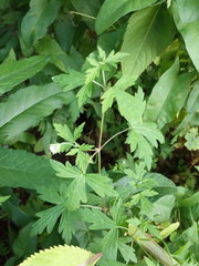 Geranium sibiricum