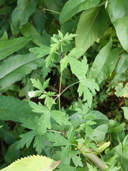 Geranium sibiricum