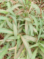 Setaria barbata