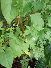 Geranium sibiricum