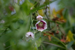 Oxystelma esculentum