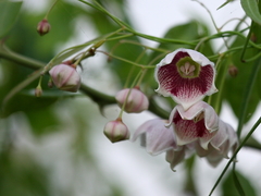 Oxystelma esculentum