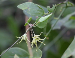 Pentatropis nivalis