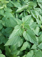 Urtica dioica