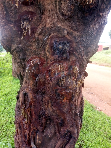 African mahogany