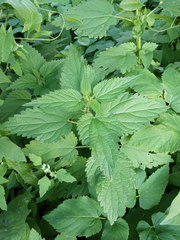 Urtica dioica