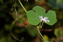 Trichosanthes cucumerina