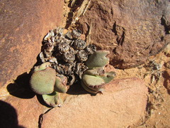 Pleiospilos compactus