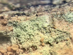 Lecanora nothocaesiella