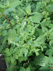 Chenopodium album