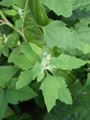 Chenopodium album