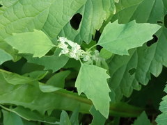 Chenopodium album