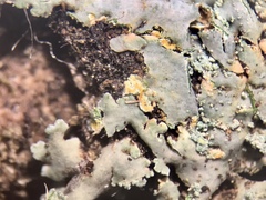 Heterodermia obscurata