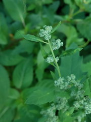 Chenopodium album