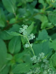 Chenopodium album