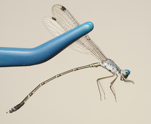 Scalloped Spreadwing