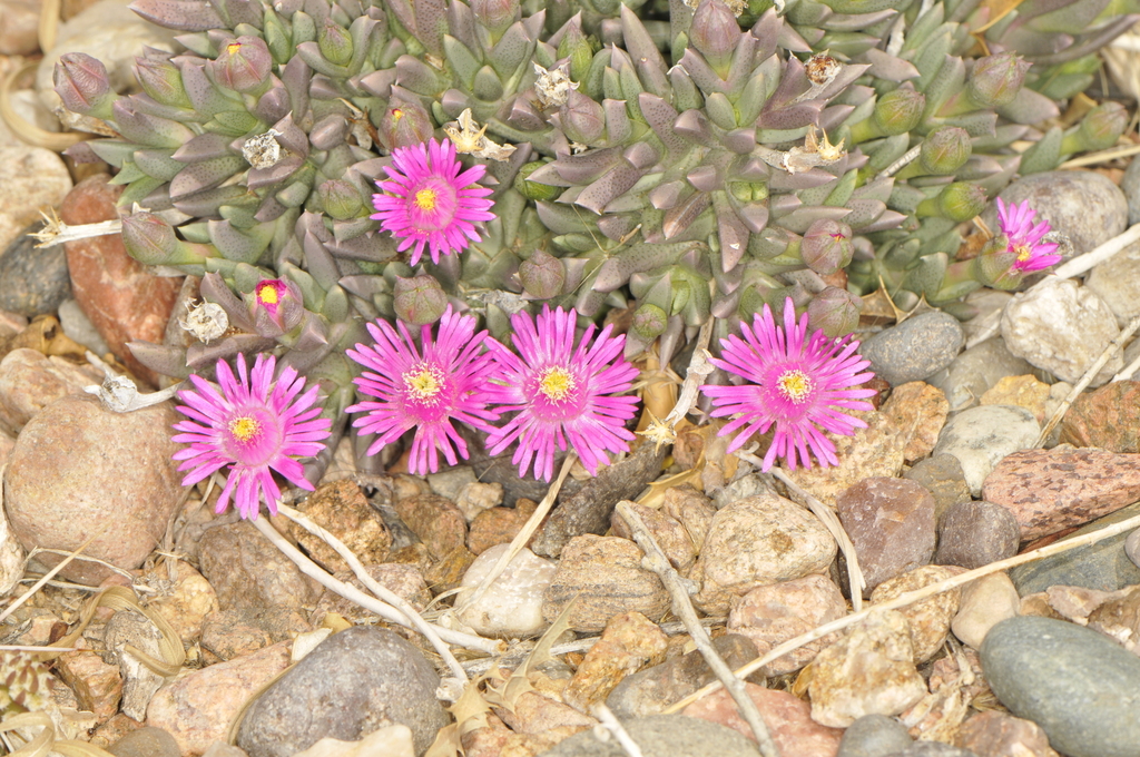 Ruschia langebaanensis