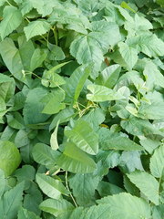 Convolvulus arvensis