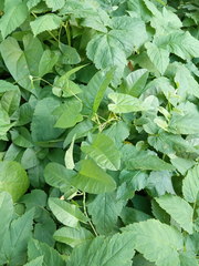 Convolvulus arvensis