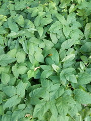 Convolvulus arvensis