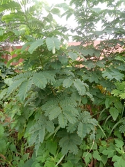 Albizia lebbeck