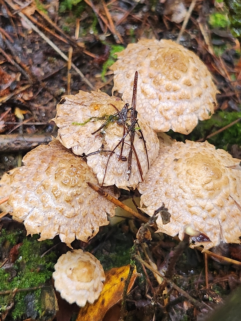Lacrymaria asperospora · April 2025 · photo: © caroline1426 (iNaturalist, CC)
