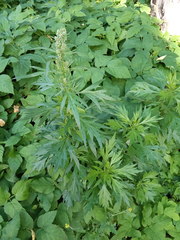 Artemisia vulgaris