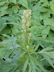 Artemisia vulgaris