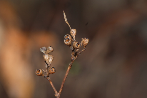 Image of Eucalyptus dura by (c) Greg Tasney, some rights reserved (CC BY-SA)
