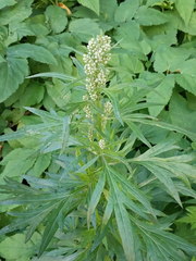 Artemisia vulgaris