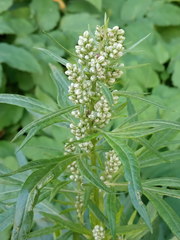 Artemisia vulgaris