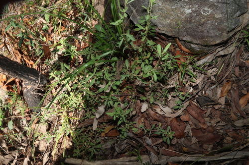 Image of Hibbertia obtusifolia by (c) Greg Tasney, some rights reserved (CC BY-SA)