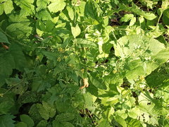 Sisymbrium officinale