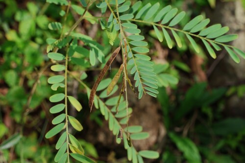 Image of Tephrosia dietrichiae by (c) Greg Tasney, some rights reserved (CC BY-SA)