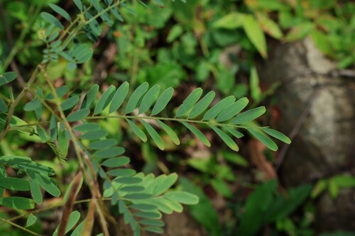 Image of Tephrosia dietrichiae by (c) Greg Tasney, some rights reserved (CC BY-SA)