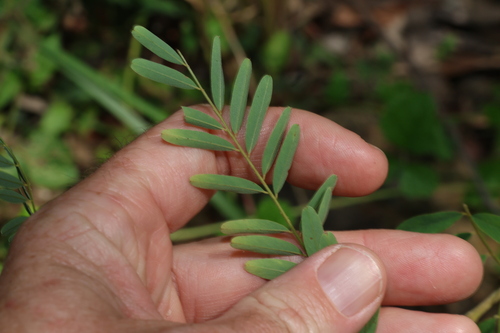 Image of Tephrosia dietrichiae by (c) Greg Tasney, some rights reserved (CC BY-SA)