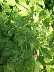 Sisymbrium officinale
