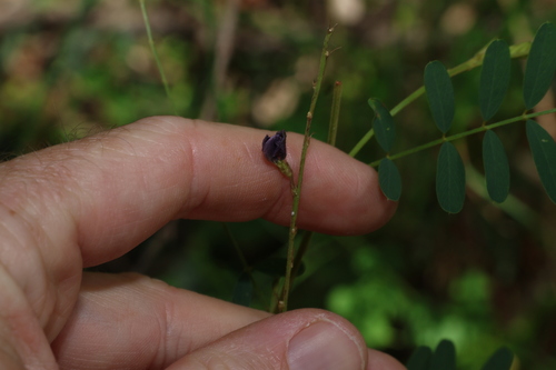 Image of Tephrosia dietrichiae by (c) Greg Tasney, some rights reserved (CC BY-SA)