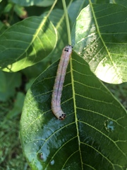 Pyrrhia