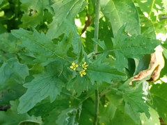 Sisymbrium officinale