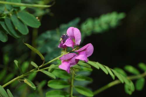 Image of Tephrosia dietrichiae by (c) Greg Tasney, some rights reserved (CC BY-SA)