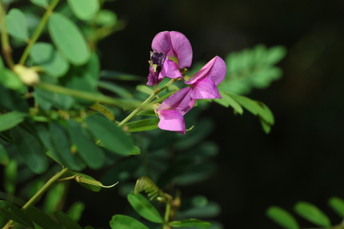 Image of Tephrosia dietrichiae by (c) Greg Tasney, some rights reserved (CC BY-SA)