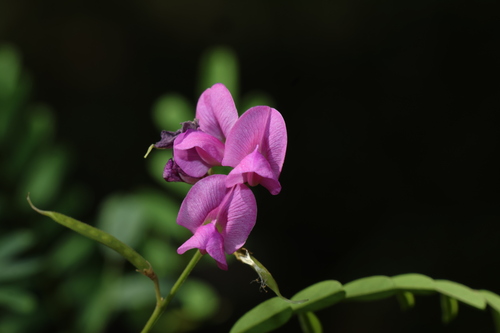 Mauve tephrosia (Tephrosia dietrichiae)