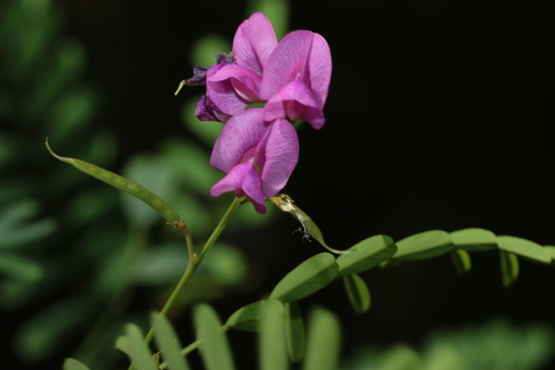 Tephrosia dietrichiae