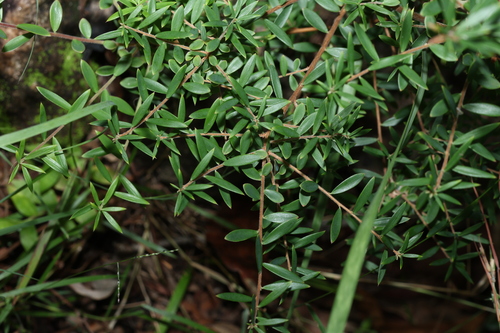 Image of Ground Berry (Acrotriche aggregata) by (c) Greg Tasney, some rights reserved (CC BY-SA)