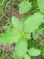 Commelina benghalensis